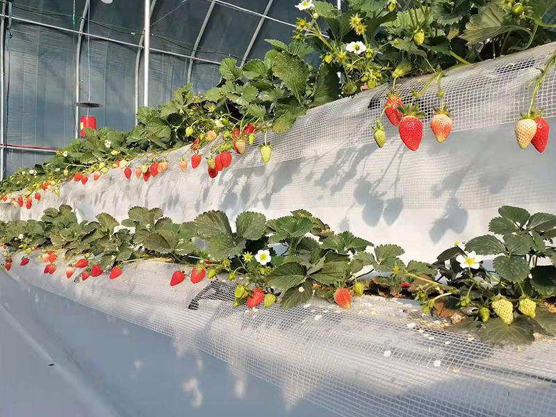 高架草莓相比传统草莓有什么优势?