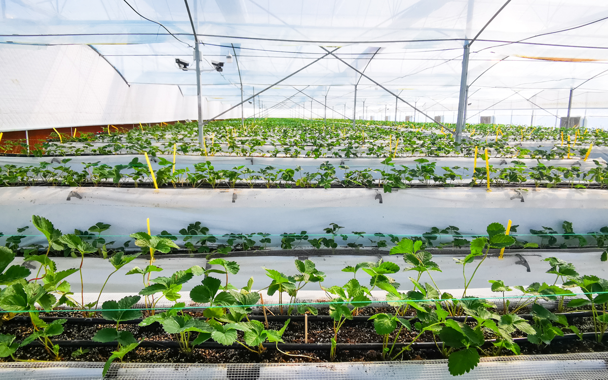 东苏家生态采摘园