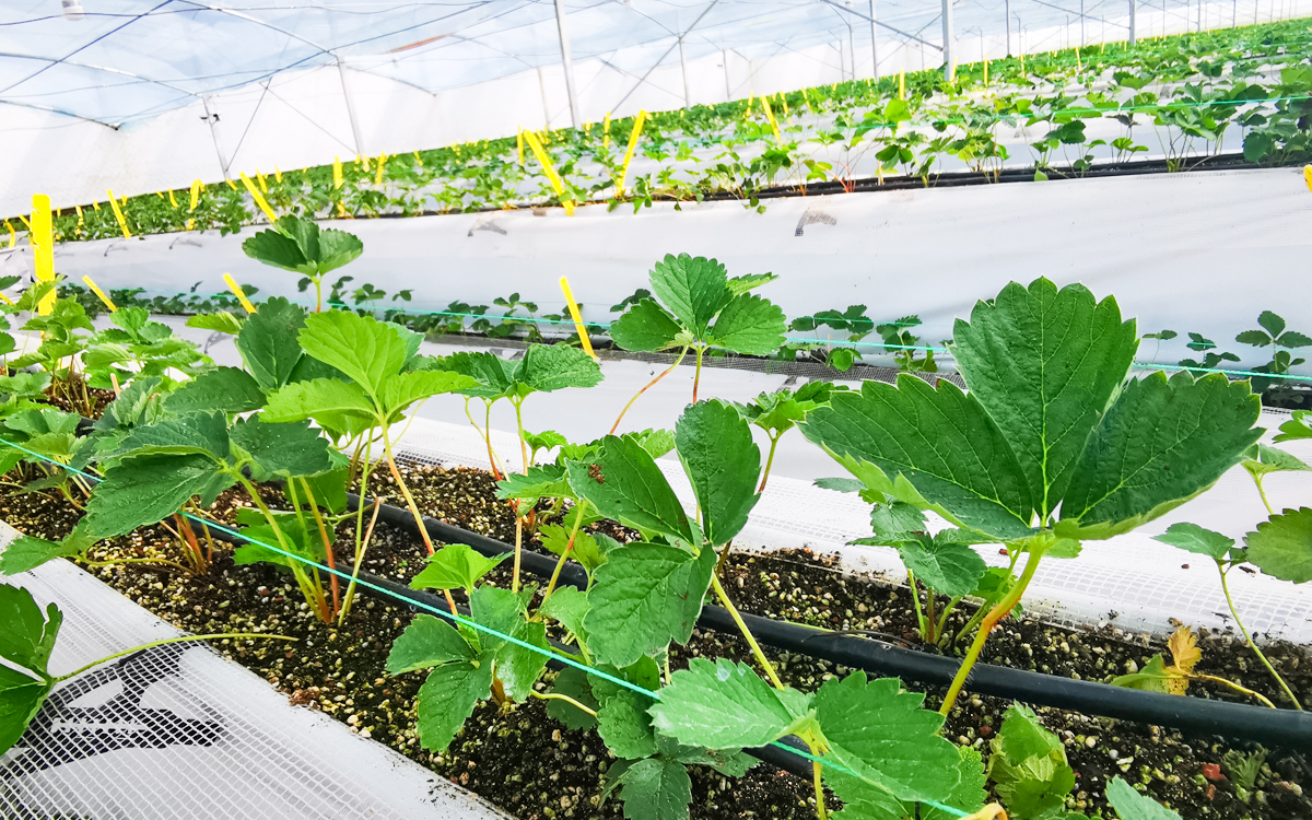 东苏家生态采摘园