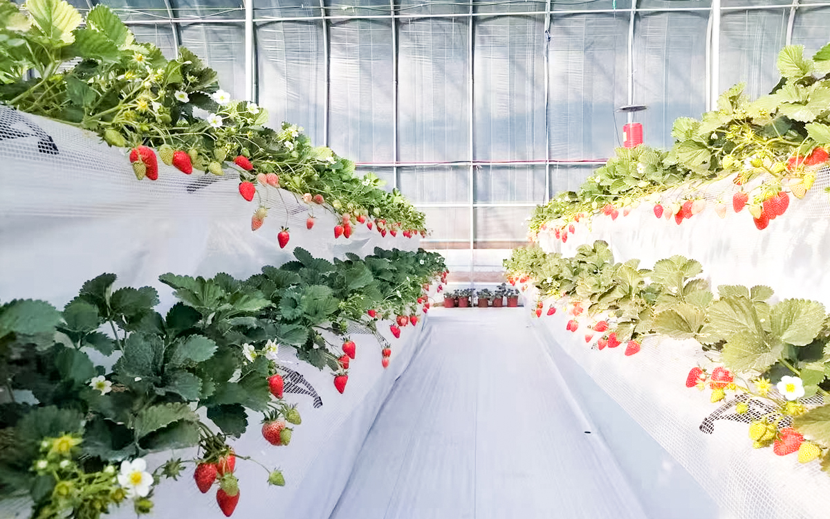 东苏家生态采摘园