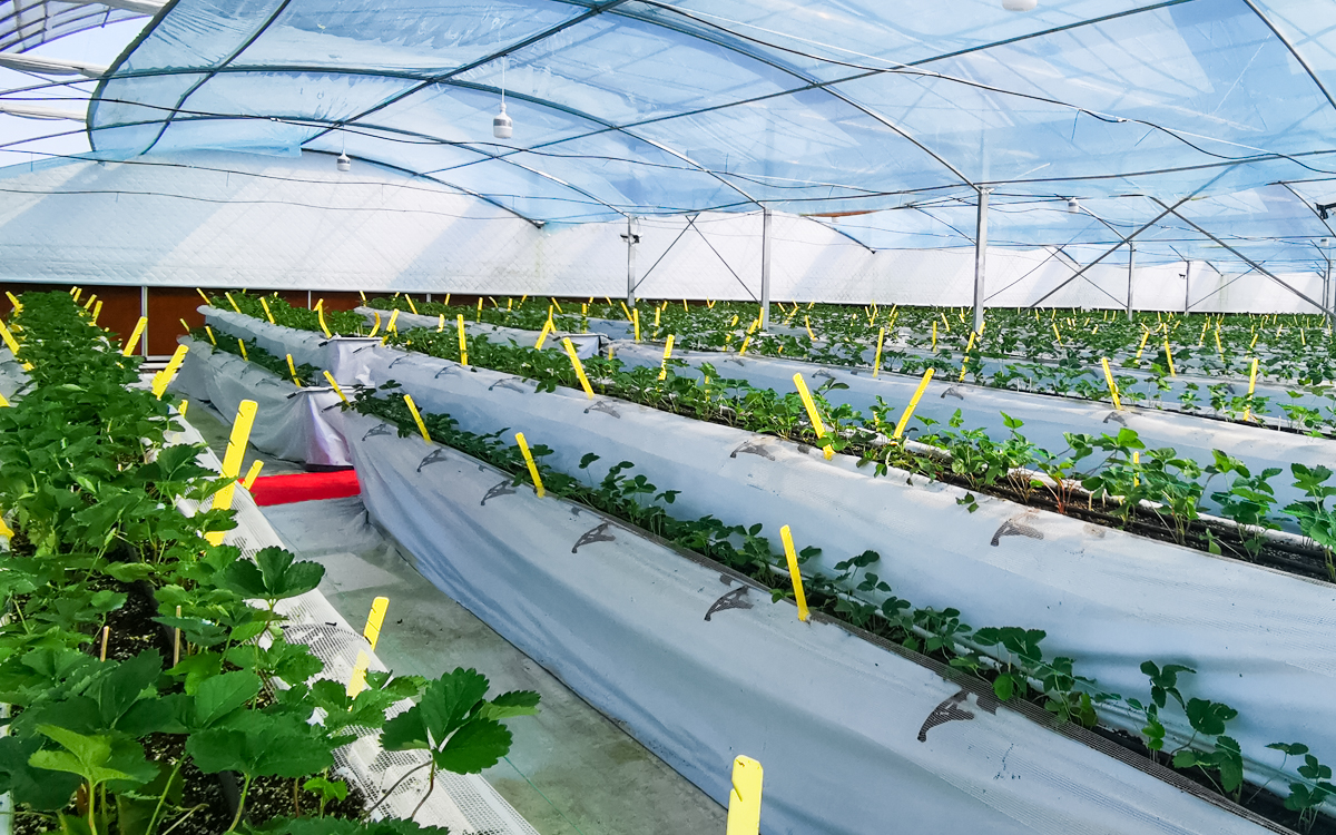 东苏家生态采摘园