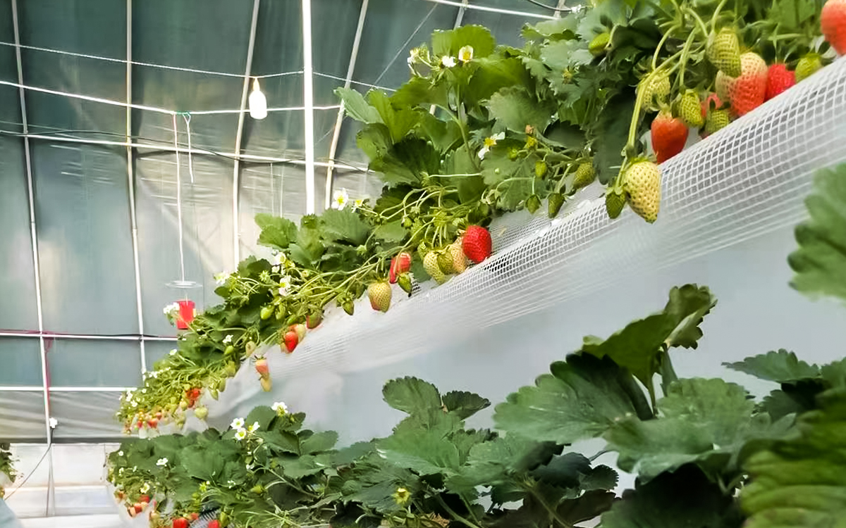 东苏家生态采摘园