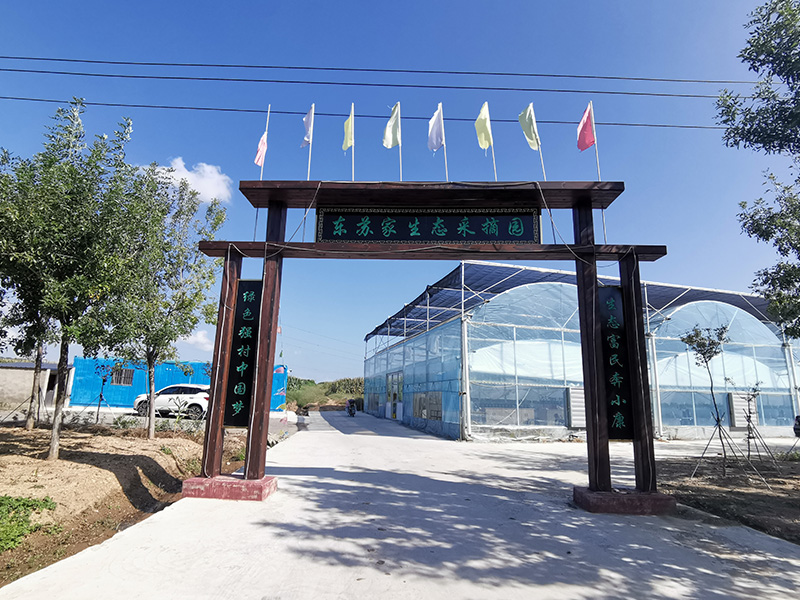 东苏家高架草莓